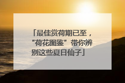 最佳赏荷期已至，“荷花图鉴”带你辨别这些夏日仙子